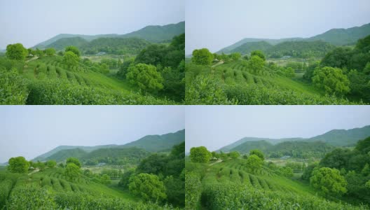 天空，茶树，山丘和农场，实时。高清在线视频素材下载