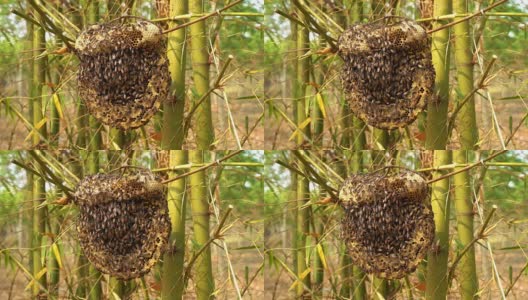 野生蜂巢高清在线视频素材下载
