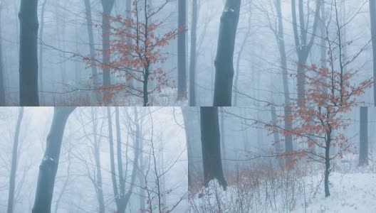 森林在雾中高清在线视频素材下载