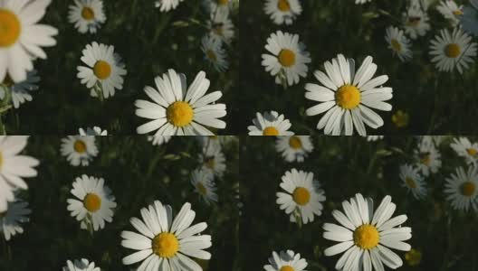 Macro Dolly:春天草地上的雏菊高清在线视频素材下载