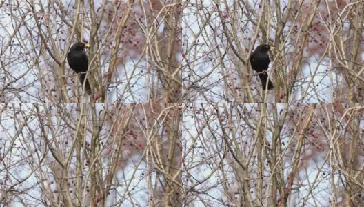 黑鹂坐在有许多干果的灌木的光秃秃的树枝上高清在线视频素材下载