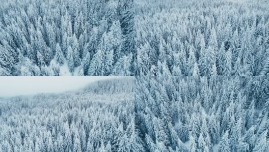 在日出时俯瞰白雪皑皑的松林的冬季鸟瞰图。高清在线视频素材下载