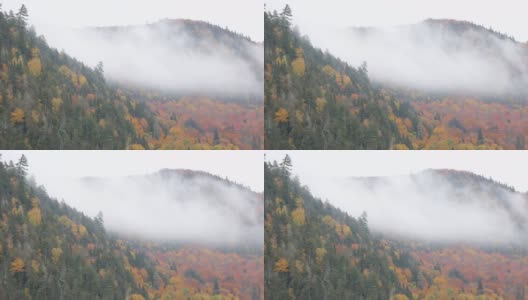 多色北方森林在秋天被雾包围在一个多云的雨天，魁北克，加拿大高清在线视频素材下载