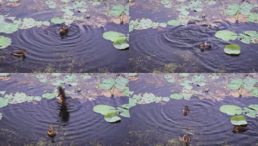 从上角在池塘水里洗澡的小鸭子高清在线视频素材下载