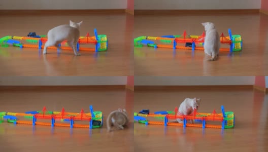 金格小猫在木地板上玩，一辆玩具车在跑道上行驶。最喜欢的宠物。高清在线视频素材下载