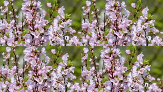 大自然在春天。树枝上有美丽的白色春天毛毡李(南京樱桃)的花在树上或灌木上。樱花盛开的自然风光。植物开花的概念。盛开的背景高清在线视频素材下载
