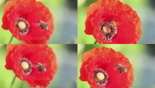 蜜蜂从一朵花上起飞，在花上盘旋，动作缓慢高清在线视频素材下载