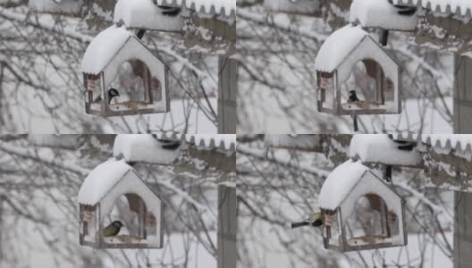 冬天下雪时用喂食器喂山雀高清在线视频素材下载