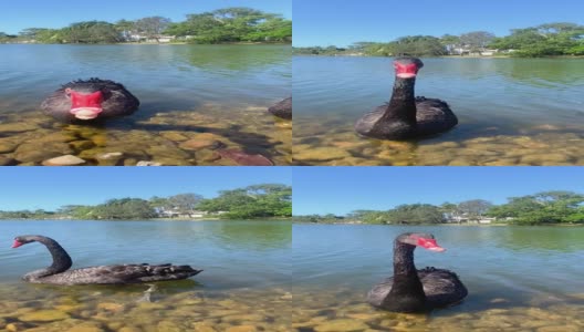 视频中，两只黑天鹅正向镜头靠近。在水中的岩石上行走。背景是绿树和蓝天。黄金海岸，昆士兰，澳大利亚高清在线视频素材下载
