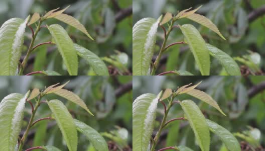 一场大雨过后，春雨滴在树叶上是美丽的，清脆如哨子。春雨后风中的小树枝高清在线视频素材下载