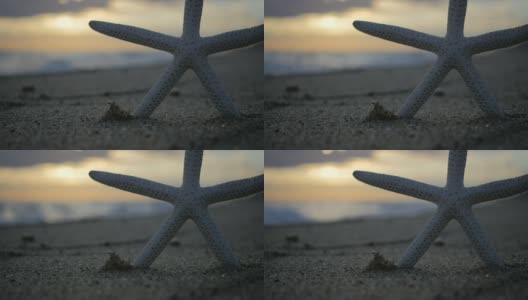 Starfish / Beach /日落大道concept高清在线视频素材下载