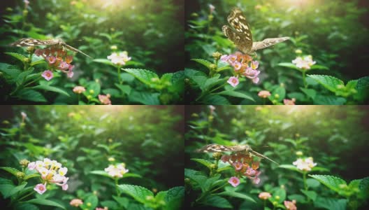 蝴蝶向上飞慢动作高清在线视频素材下载