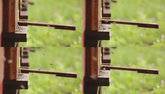 飞舞的蜜蜂围着蜂箱高清在线视频素材下载