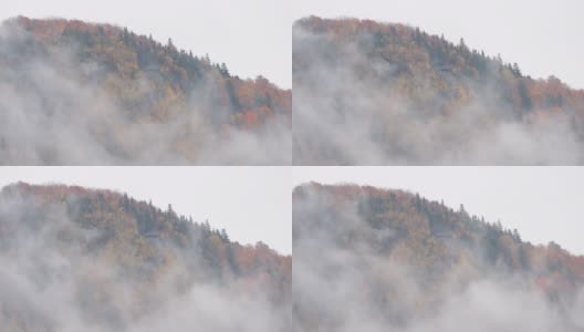 多色北方森林在秋天被雾包围在一个多云的雨天，魁北克，加拿大高清在线视频素材下载