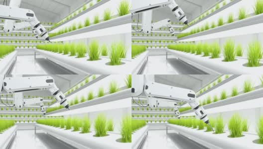 机器人正在给有机菜地施肥，农业技术高清在线视频素材下载