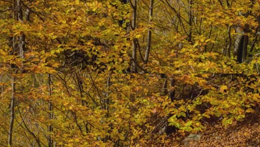 森林里一片秋叶高清在线视频素材下载