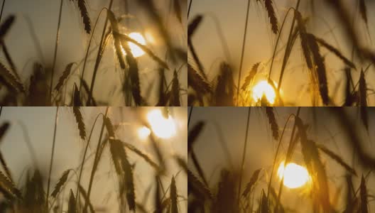 T/L 8K小麦秸秆在黎明时注射高清在线视频素材下载