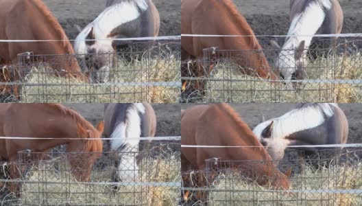 棕色和灰色的马在农场吃干草。马喂高清在线视频素材下载