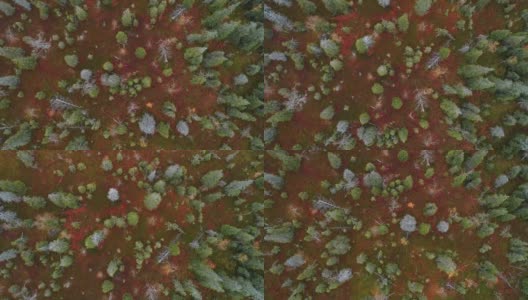 从空中俯瞰Riisitunturi国家公园里五彩缤纷的秋叶和美丽的针叶林高清在线视频素材下载