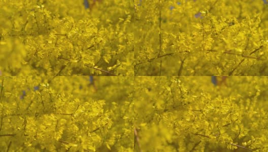 树背景上的黄色花朵，4k慢镜头，60帧/秒高清在线视频素材下载