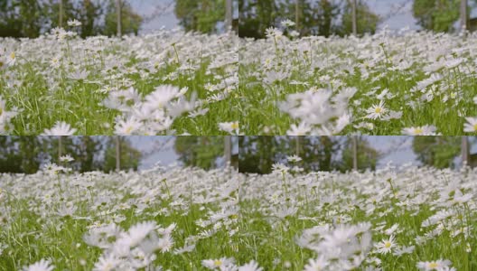 SLO MO DS春天盛开的草地高清在线视频素材下载