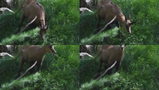 岩羚羊在夏天吃草。高清在线视频素材下载