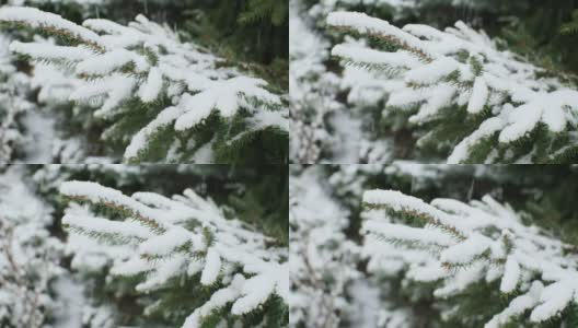 云杉树枝上的雪和后院的灌木丛里的雪高清在线视频素材下载