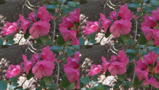一个春天盛开的红灌木的特写高清在线视频素材下载