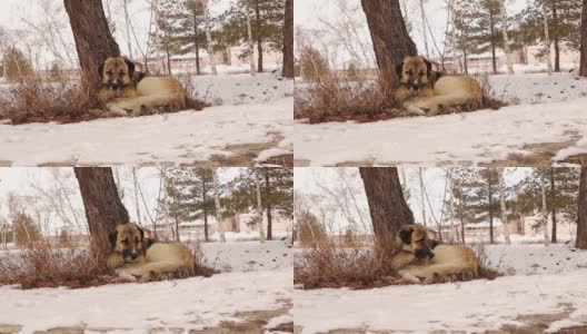 流浪狗坐在被雪包围的树下，试图睡觉。冬天城市里的流浪狗。动物Vs.寒冷天气。宠物,宠物,动物。爱狗。野生动物,野生自然高清在线视频素材下载