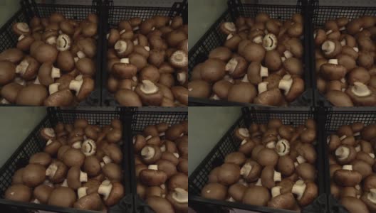 商店货架上新鲜的棕色蘑菇和牛肝菌。高清在线视频素材下载