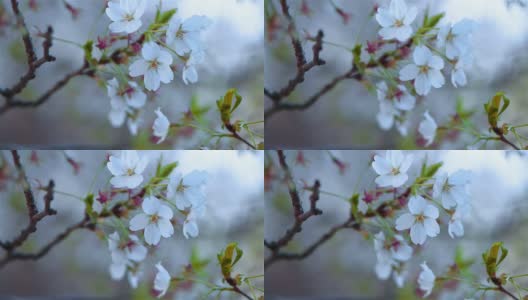 樱花樱花高清在线视频素材下载