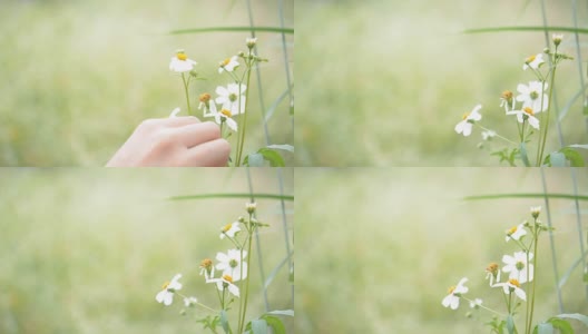 手摘草花。高清在线视频素材下载