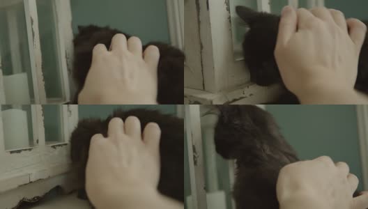 人类的手抚摸着可爱的小猫高清在线视频素材下载