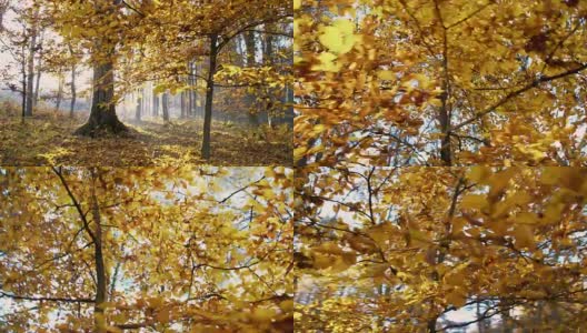 森林里美丽的秋树高清在线视频素材下载