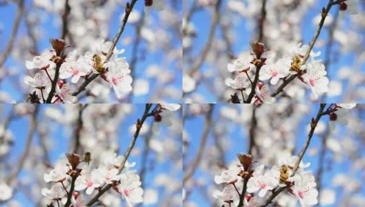 蜜蜂飞越梅花高清在线视频素材下载