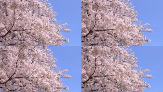 樱花4 k -高清在线视频素材下载
