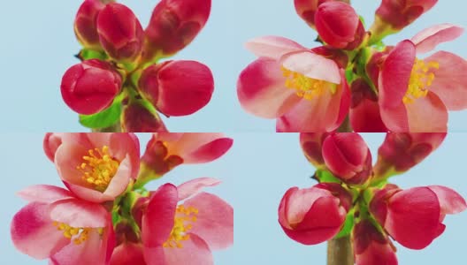 日本海棠花盛开在一个时间流逝的视频，以蓝色的背景。花海棠花生长。高清在线视频素材下载