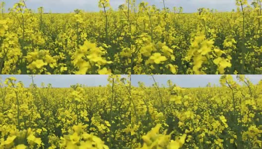 油菜籽田的特写高清在线视频素材下载