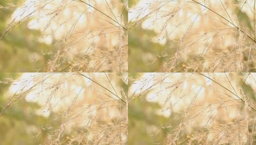 小草的叶子与阳光同在高清在线视频素材下载