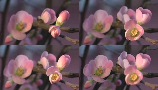盛开的木瓜“粉红女士”，木瓜-延时高清在线视频素材下载