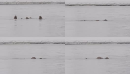 在斯瓦尔巴特群岛水里游泳的海象高清在线视频素材下载