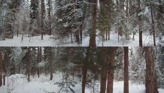 在特勒茨科湖岸边的特维内克(第三河)河上，在冬天大雪覆盖下的针叶林的步道上行走高清在线视频素材下载