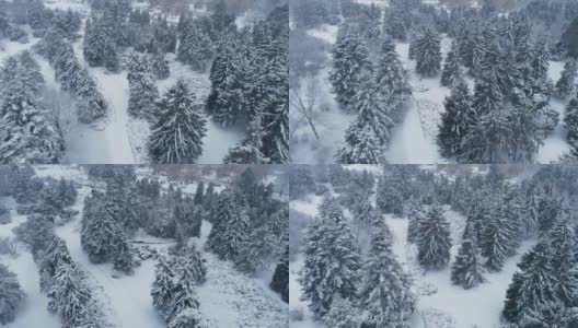 公园里一大片白雪覆盖的冷杉的鸟瞰图。4 k, UHD高清在线视频素材下载