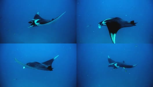 罕见的水下近距离接触濒危物种海洋蝠鲼(Manta birostris)高清在线视频素材下载