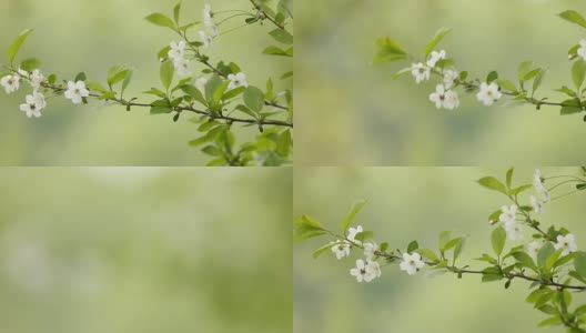樱花花篮在风绿色的背景高清在线视频素材下载