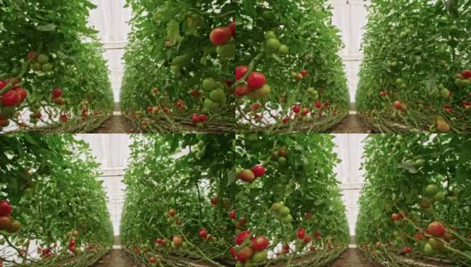 追踪拍摄温室里的番茄高清在线视频素材下载
