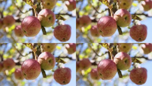 树上的苹果静态照片高清在线视频素材下载