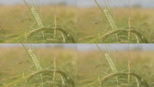 大麦在美丽的阳光下生长高清在线视频素材下载