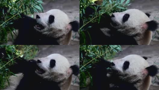 北京奥运熊猫在吃饭时间高清。高清在线视频素材下载
