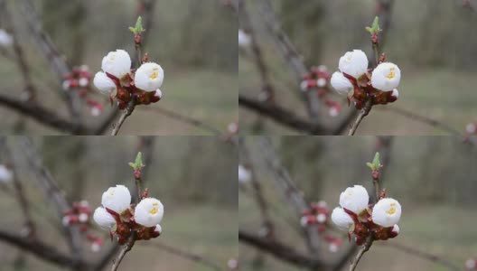 春风吹动的杏树花特写高清在线视频素材下载